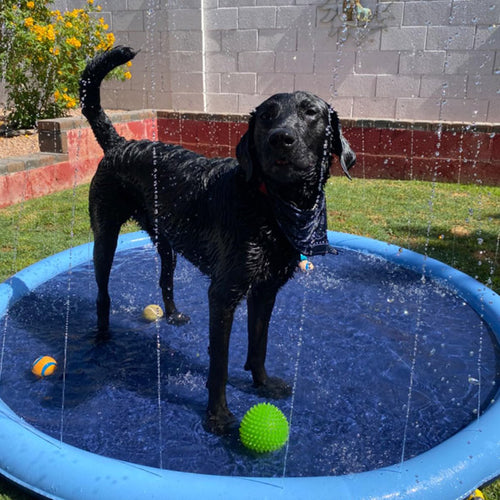Splash Pad – Endless Doggy Summer Fun!