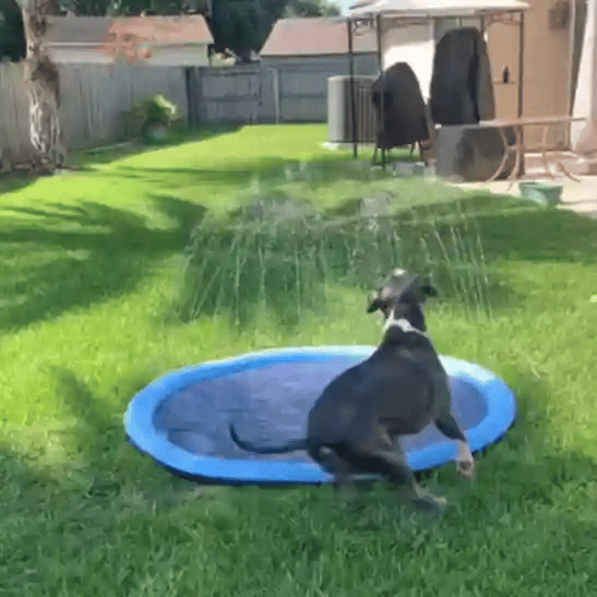Splash Pad – Endless Doggy Summer Fun!