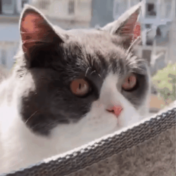 https://bucket-o39pcy.s3.ap-southeast-1.amazonaws.com/cdn_reup/202406/45aee776ae220e28f691d28b2ebbb5cf11a4614f.gif Purrfect Perch – Deluxe Cat Window Hammock