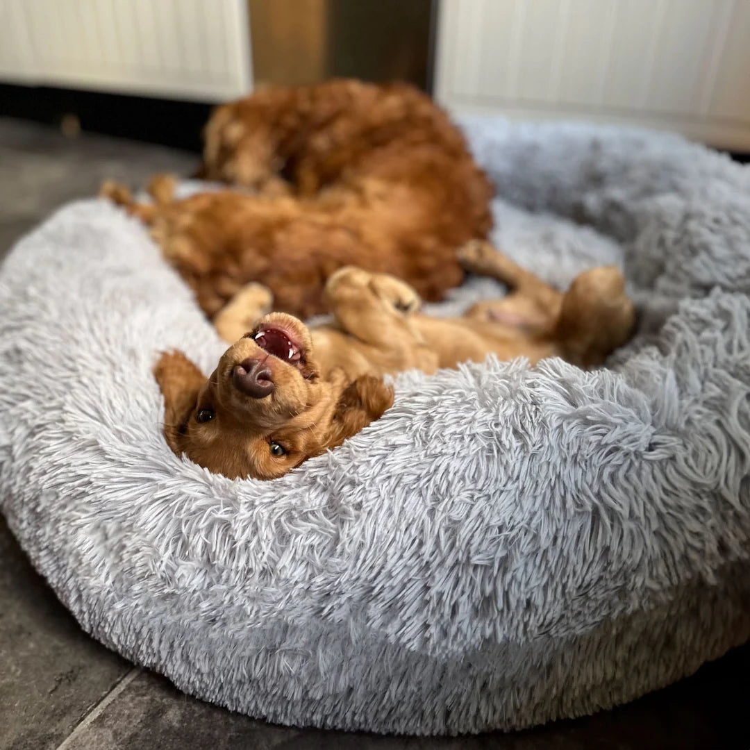 Cooling Dog Bed