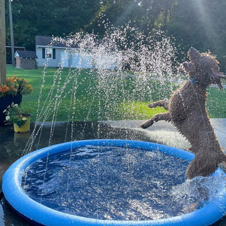 Splash Pad – Endless Doggy Summer Fun!