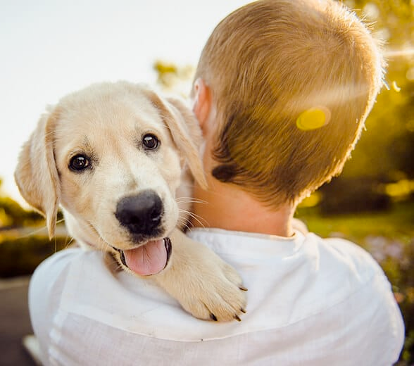 (Last Day Promotion 75% Off) – Utopica Pet Carpool Seat