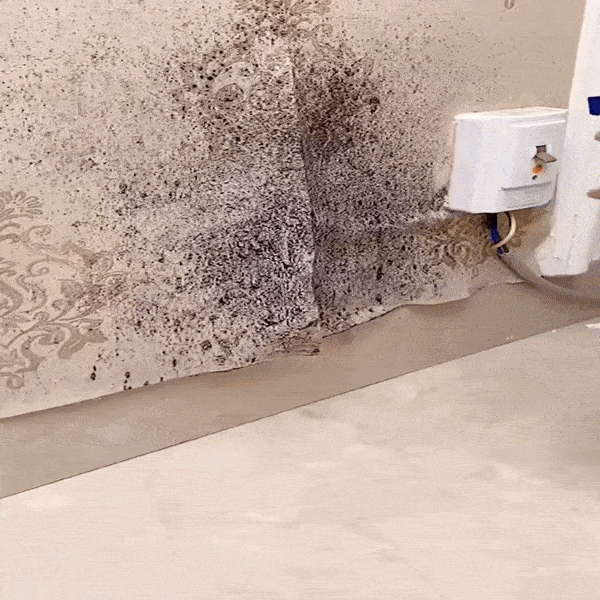 Etherea Guard – Household Mildew Cleaner