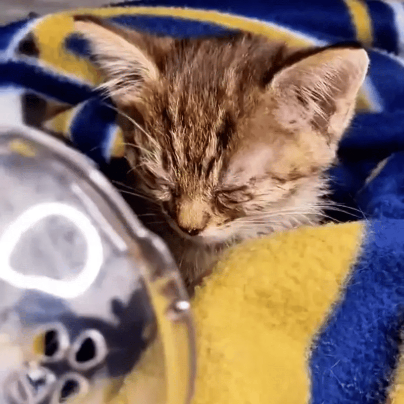Petaircare Portable Silent Nebulizer For Pets