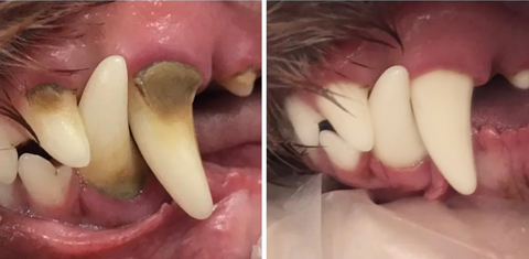 Cat Chew Toy