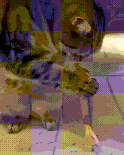 Cat Chew Toy