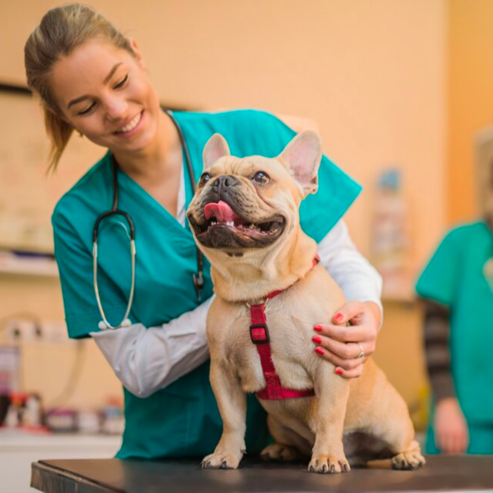 Osmo Flea Collar