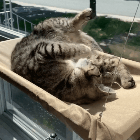 Nymock Indoor Cat Hammock