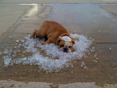 Pawslover™ Pet Cooling Summer Mat