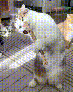 Cat Chew Toy