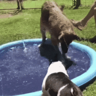 The Splashpad