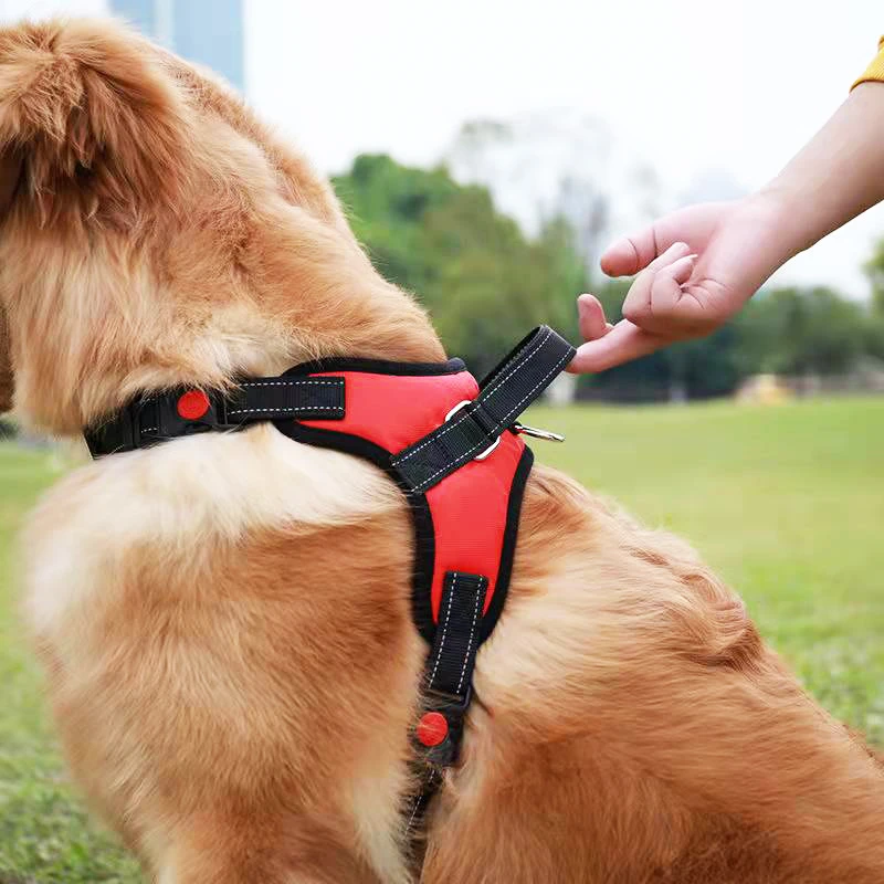 Dog Car Safety Kit