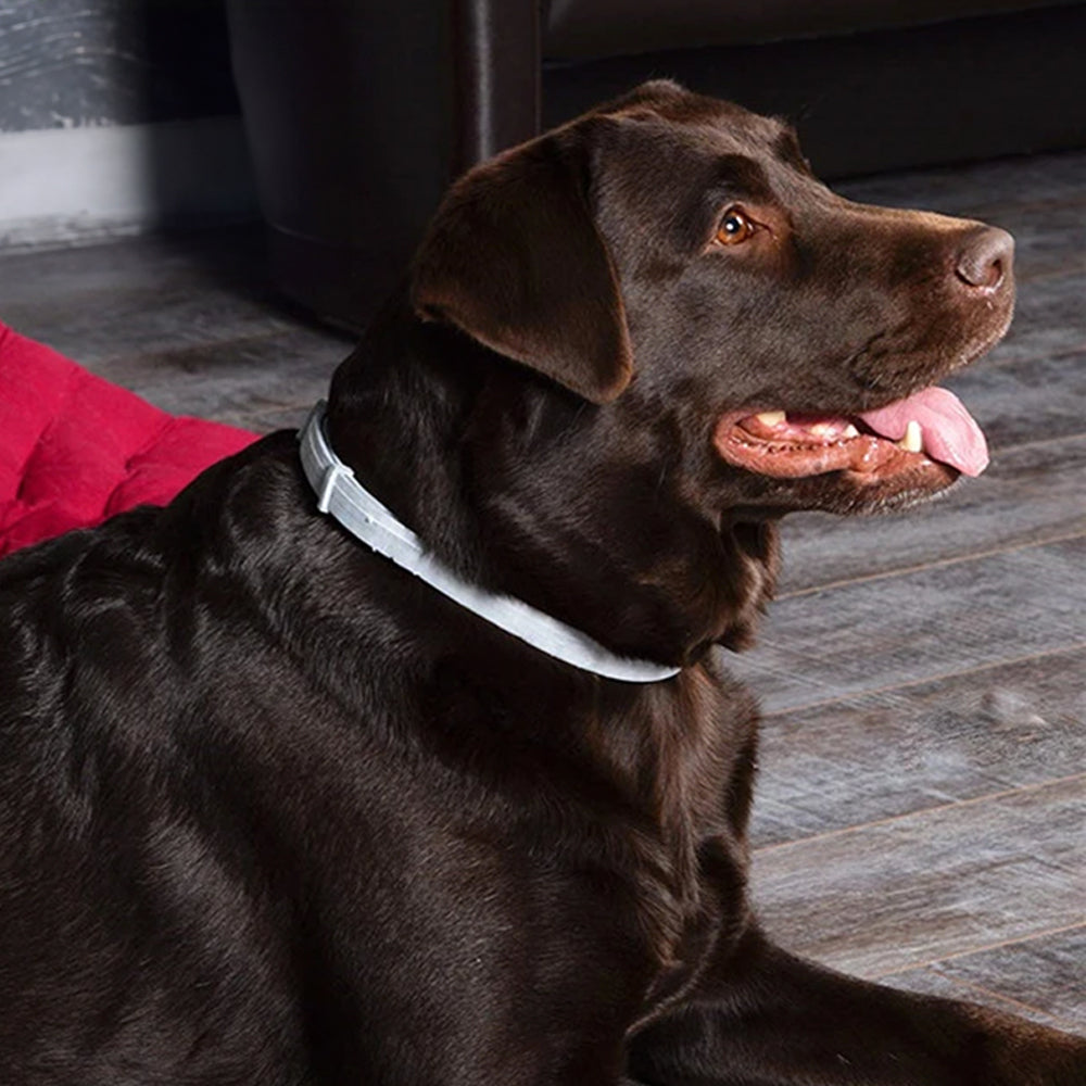 Osmo Flea Collar