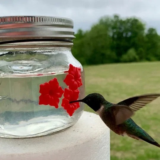 Last Day Promotion 50% Off – Beautiful Mason Jar Hummingbird Feeder W/three Ports
