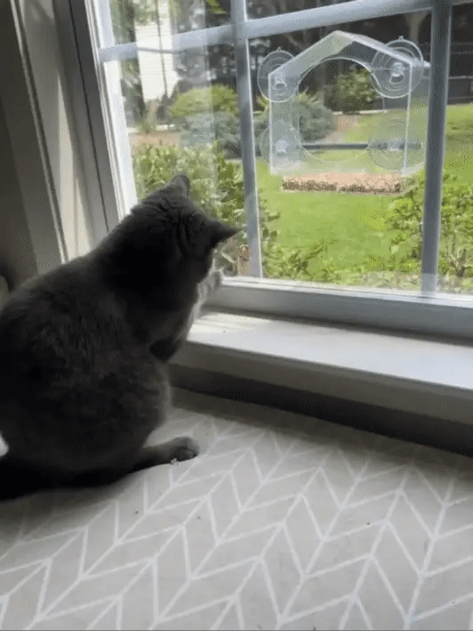 Window Bird Feeder