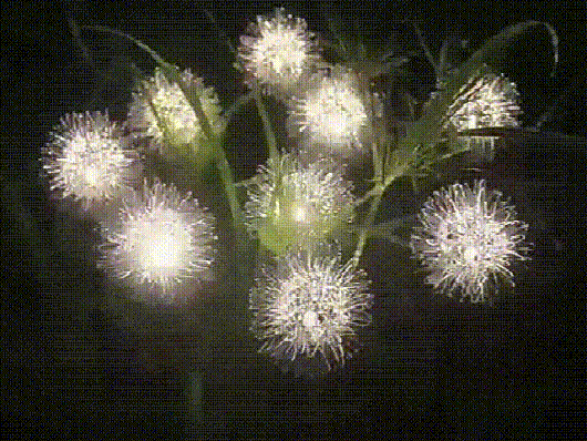Last Day 50% Off – Waterproof-solar Powered-dandelion Lights