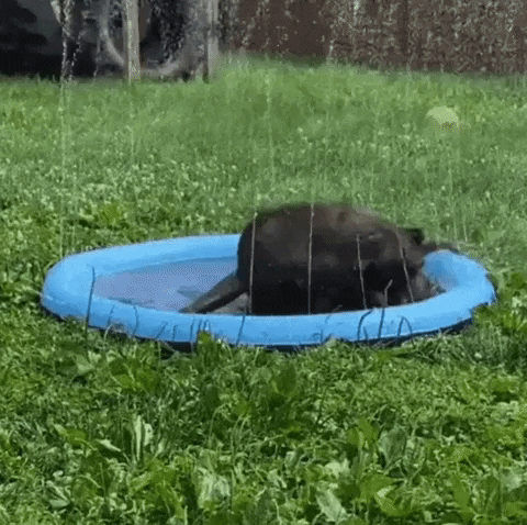 Dog Splash Pad Blue