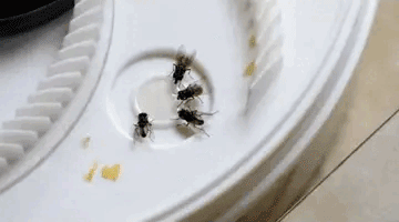 Automatic Home Fly Trap