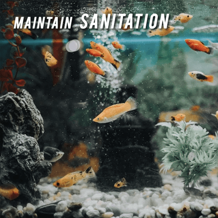 Eco-aquarium Water Purifier Cube