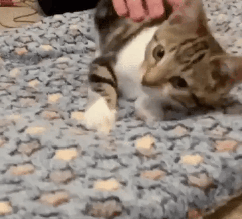 Cozy Calming Cat Blanket