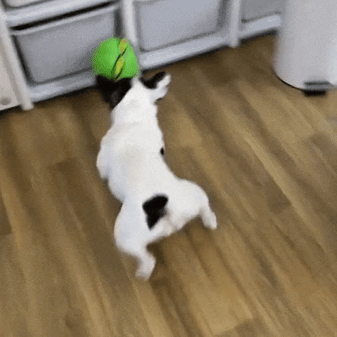 Doggy Disc Ball For Dog