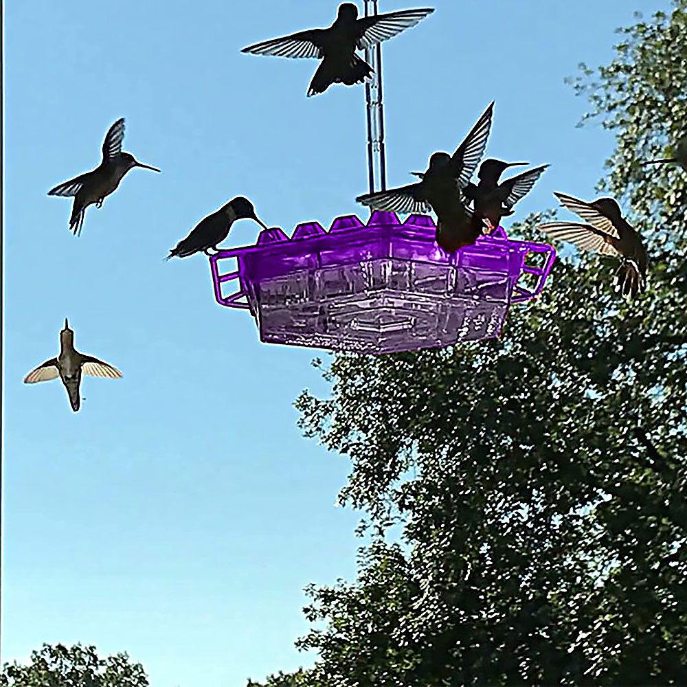 Hummingbird Feeder With Perch And Built-in Ant Moat