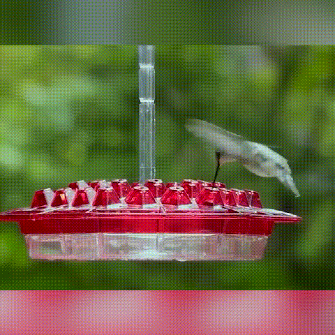 Hummingbird Feeder With Perch And Built-in Ant Moat