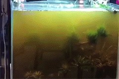 Eco-aquarium Water Purifier Cube