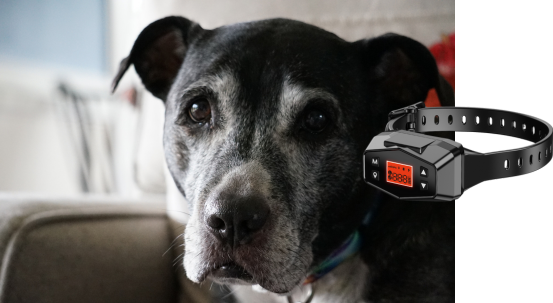 Doggiguard Wireless Fence