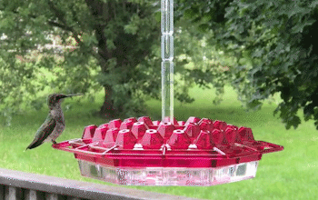 Hummingbird Feeder With Perch And Built-in Ant Moat