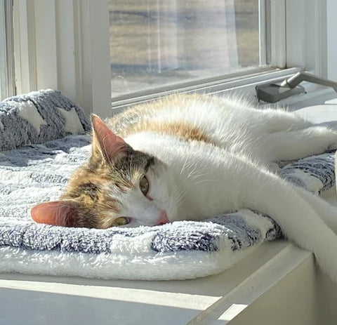 Cozy Calming Cat Blanket