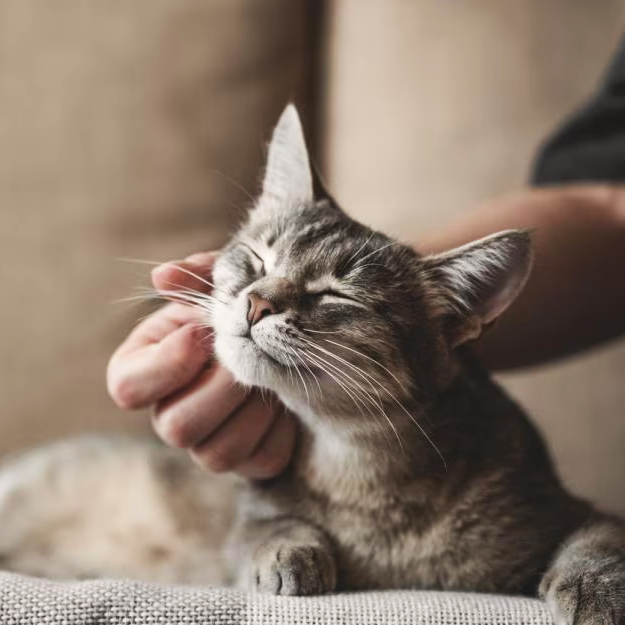 Cat Water Sensory Mat