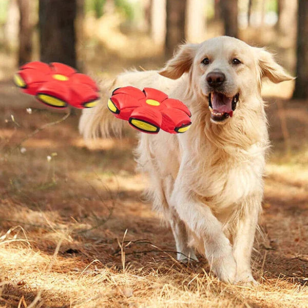 Doggy Disc Ball For Dog