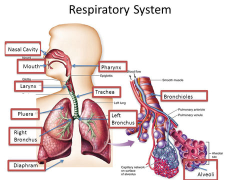 Breathe-right: Organic Herbal Lung Cleanse & Repair Respiratory Nasal Spray Pro