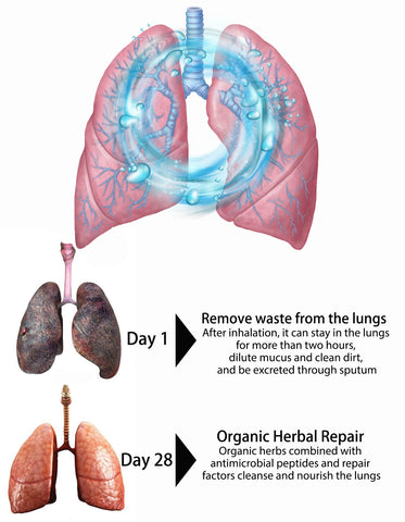 Breathe-right: Organic Herbal Lung Cleanse & Repair Respiratory Nasal Spray Pro