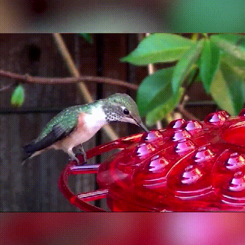 Hummingbird Feeder With Perch And Built-in Ant Moat