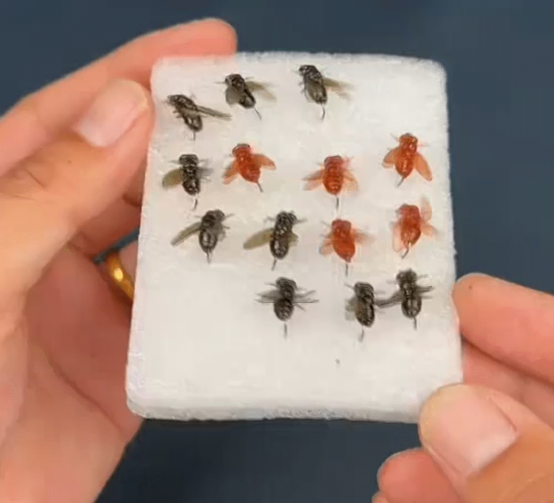 Fly Fishing Bait