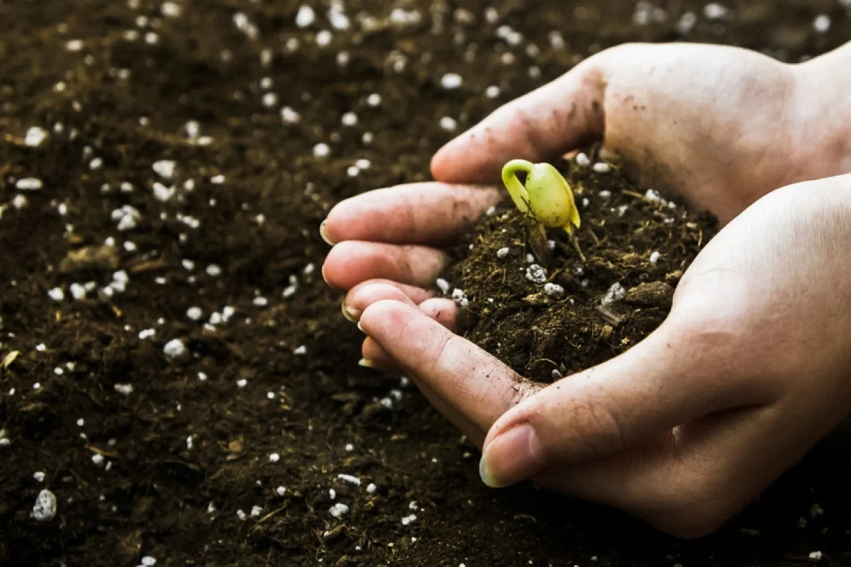 Probeync Soil Ph Meter - The Ultimate Tool For Plant Enthusiasts And Farmers