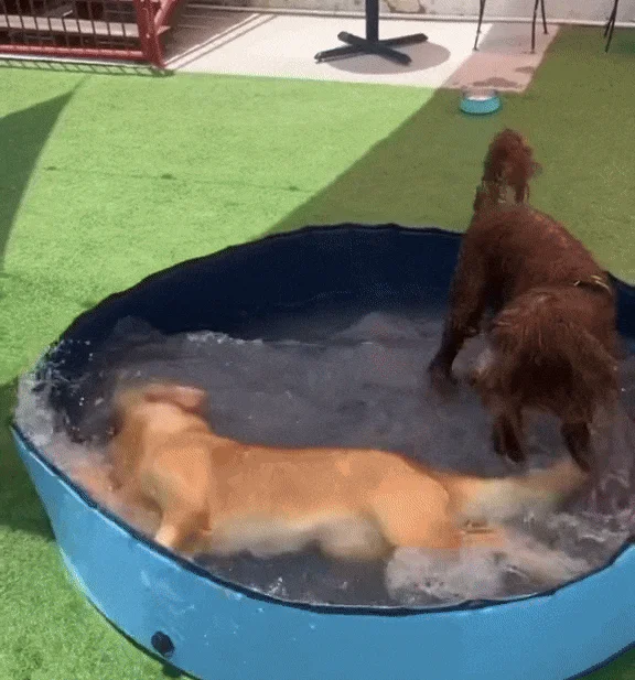 Splashmate - Portable Pool