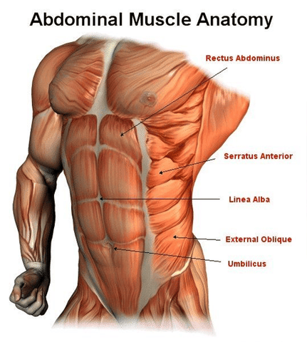 Ems Abs Training Pad