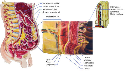 Ems Abs Training Pad