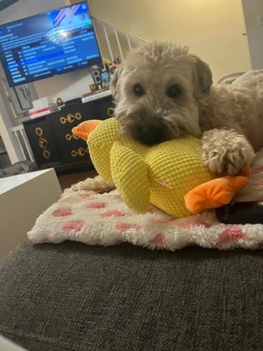 Calming Duck Toy （✔️ Non-toxic Chew-resistant Fabric)