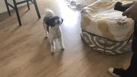 PupQuiet - Ultrasonic Bark Control