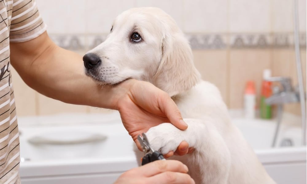 Puppiclaw - Fully Automatic Pet Nail