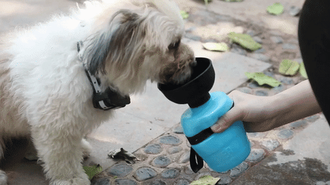 Pet Drinking Water Bottle