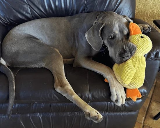 Calming Duck Toy （✔️ Non-toxic Chew-resistant Fabric)