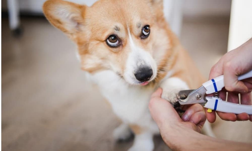 Puppiclaw - Fully Automatic Pet Nail