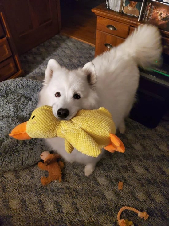 Calming Duck Toy （✔️ Non-toxic Chew-resistant Fabric)