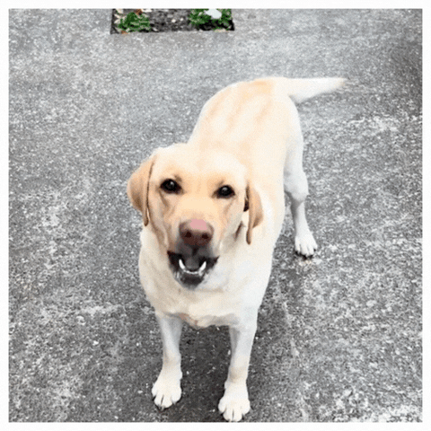 PupQuiet - Ultrasonic Bark Control