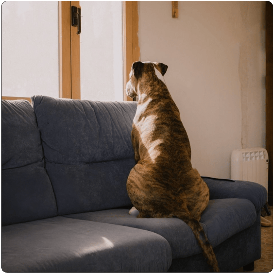 Calming Dog Bed